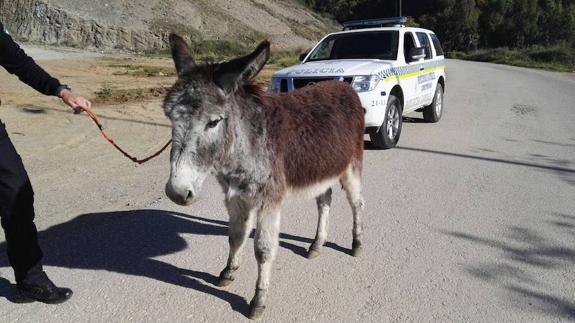 Un burrito en la jefatura de la Policía Local de Málaga