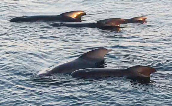 Ballenas piloto vistas este fin de semana muy cerca de la costa en Marbella.