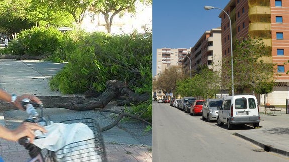 La calle Orfila es una de las que ha generado más polémica. Se cambiaron tipuanas por almencinos. 