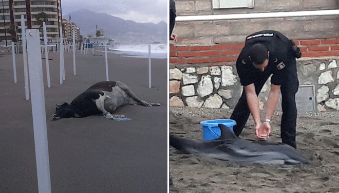 El temporal arrastra a una vaca y un delfín hasta la playa de Fuengirola