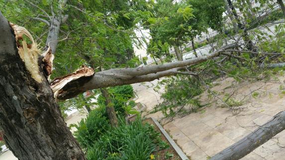 Una rama partida a consecuencia del fuerte viento.