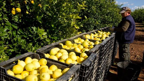 El Valle del Guadalhorce es una de las zonas de cítricos más importante de Andalucía 