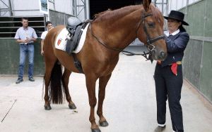 CABALLOS. Uno de los ejemplares a subastar. / J. D./EFE