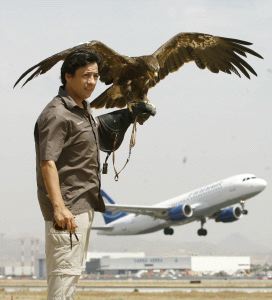 Francisco Llopis, halconero jefe del aeropuerto: «Cuando me he descuidado, me he llevado un buen picotazo»