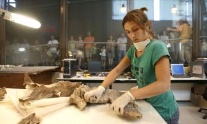 ROMPECABEZAS. La paleontóloga Ana González trabaja en la reconstrucción de la cadera de un estegosaurio en el laboratorio.