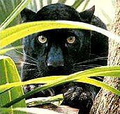 Imagen de un felino salvaje. / SUR