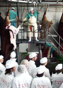 VISITA. Alumnos observan el trabajo en el matadero. / SUR