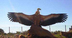 MAGNÍFICO. Hermoso ejemplar de buitre leonado, que fue liberado ayer en el parque natural. / SUR