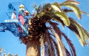 Marbella y Estepona, a la cabeza en número de ejemplares talados