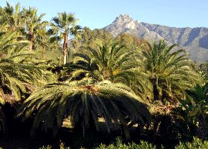 MEDITERRÁNEO. El diez por ciento de las palmeras de Málaga ya están infectadas.