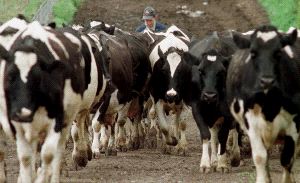 PRÁCTICAS ILEGALES. El fármaco Tapazol que afecta a la glándula tiroides del animal y lo hace engordar. / REUTERS