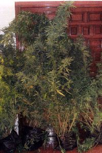 Las plantas intervenidas . /