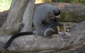 Nace un mono brazza en el zoo de Fuengirola