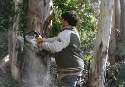 La empresa empezó a talar árboles ayer. / SALVADOR  SALAS