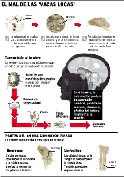 Quinta muerte por vacas locas