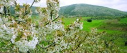 El microclima de la zona, sobre todo sus noches frías, propicia el cultivo de los cerezos. /ANTONIO SALAS