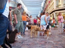 Una reivindicación perruna