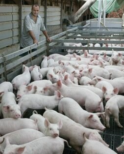 Cerdos con los que se llevan a cabo los experimentos. /Javier Rosendo