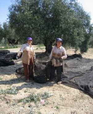 Dos mujeres recogen aceituna. / A. FUENTES