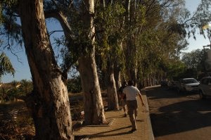 Ejemplares de eucaliptos infectados por el 'písido del escudo' en la zona de Guadalmina./ JOSELE-LANZA
