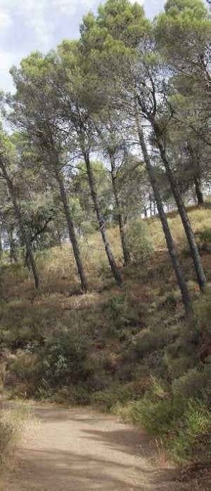 El pinar es el árbol rey en Los Montes de Málaga. ::
SUR