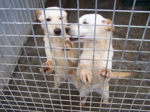 Una alternativa para tener mascota puede ser la adopción. ::
SUR