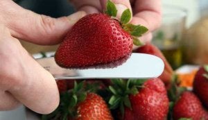 Expertos del Instituto de Investigación y Formación Agraria, Pesquera y Alimentaria desarrollan el estudio sobre la fresa. ::
SUR