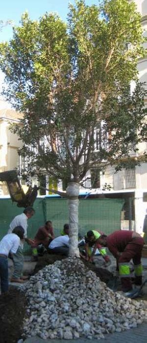 Operarios municipales, durante el transplante de uno de los ficus. ::
SUR