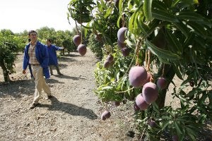 El campo encuentra nuevas raíces