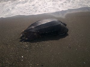 Aparece una tortuga laúd en Benajarafe