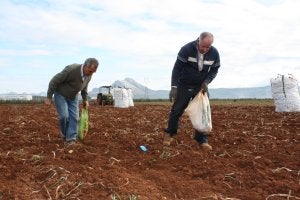 Pepe Conde rebusca patatas junto a un vecino de la pedanía antequerana de Cartaojal. ::
ANTONIO FUENTES