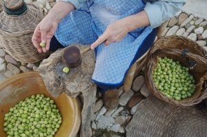 La denominación de origen protegida Aceituna Aloreña es la más joven de la provincia, puesto que solo lleva un año funcionando. ::                             SUR