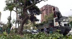 Manual de estilismo arbóreo