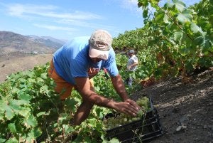 Diego Gómez, un joven de 23 años vecino de Almáchar, recoge las pocas uvas que han quedado en las tierras de su familia, en una zona en la que el hongo no ha dañado tanto. ::
E. C.