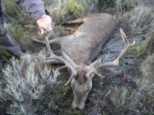 Medio Ambiente aborta una cacería ilegal en Archidona