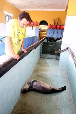 La pequeña foca, en su nuevo hogar del Crema. :: Carlos Moret
