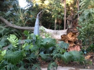 Los empleados del jardín encontraron el árbol caído en la mañana de ayer. ::
SUR