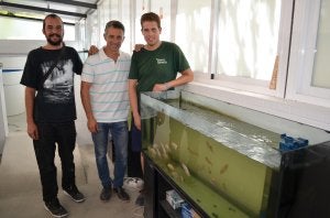 Alejandro Beltrán, Juan Antonio López y Álvaro Atencia, junto a los acuarios en las que se reproducen las tilapias en Torrox. ::
E. CABEZAS