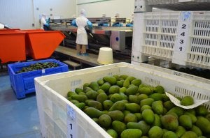 El corte en mitades y la extracción de hueso es manual. :: E. C.