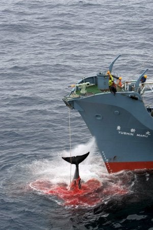 Un buque factoría japonés en plena captura de una ballena en aguas de la Antártida. ::
EFE