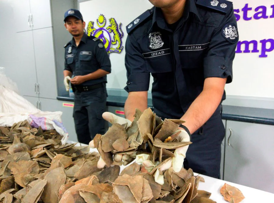Las autoridades de Malasia han incautado un cargamento de colmillos de elefante y escamas de pangolín valorado en un millón de dólares. 