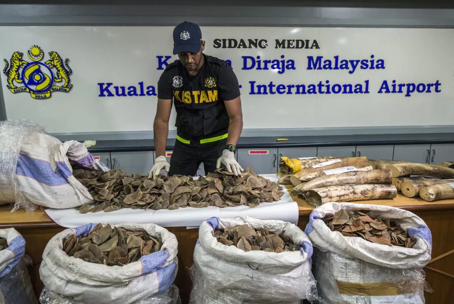 Las autoridades de Malasia han incautado un cargamento de colmillos de elefante y escamas de pangolín valorado en un millón de dólares. 