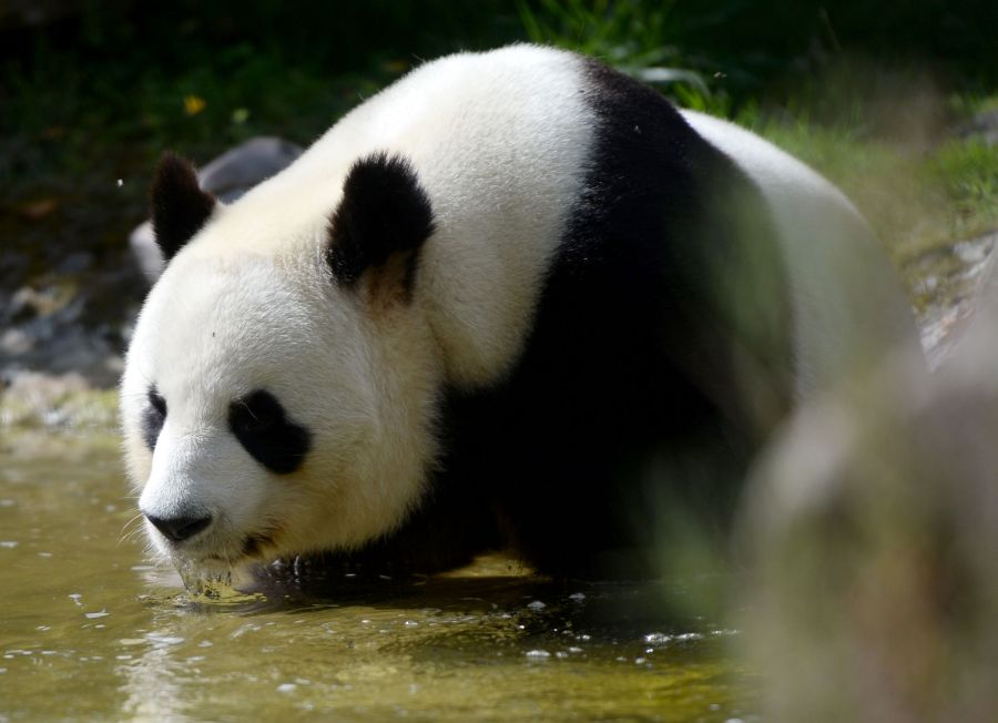 Han nacido dos gemelos panda en el zoo de Beauval, en Saint-Aignan-sur-Cher, Francia. Mientras que el macho adulto, Yuan Zi, recibía la visita de cientos de curiosos, las crías eran tratadas por los veterinarios. 