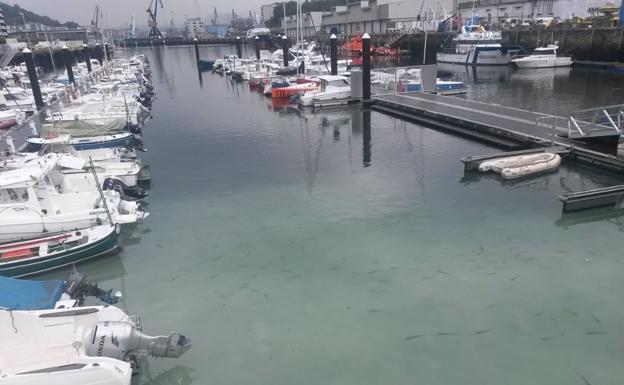 Lugar del puerto de Pasaia en el que ha sido detectado el vertido.