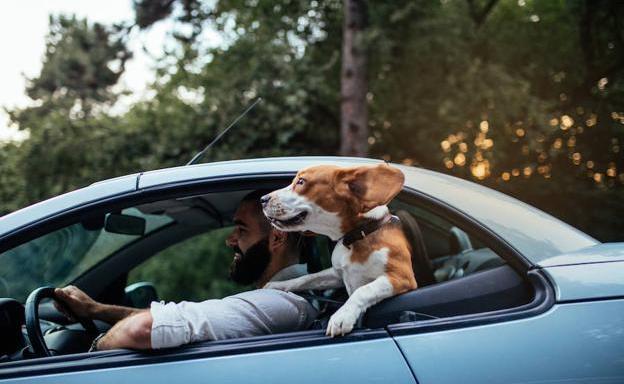 Los perros deben ir ataddos en el interior del vehículo.