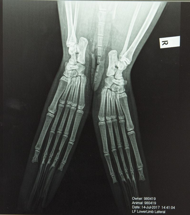 Un veterinario monitoriza la artritis de Tarwin, una foca que se encuentra en el zoológico de Melbourne, Australia. La artritis puede aparecer en gran número de animales envejecidos por eso, el equipo veterinario en el zoológico de Melbourne tiene estrategias para mantener la calidad de vida de los ejemplares afectados. 