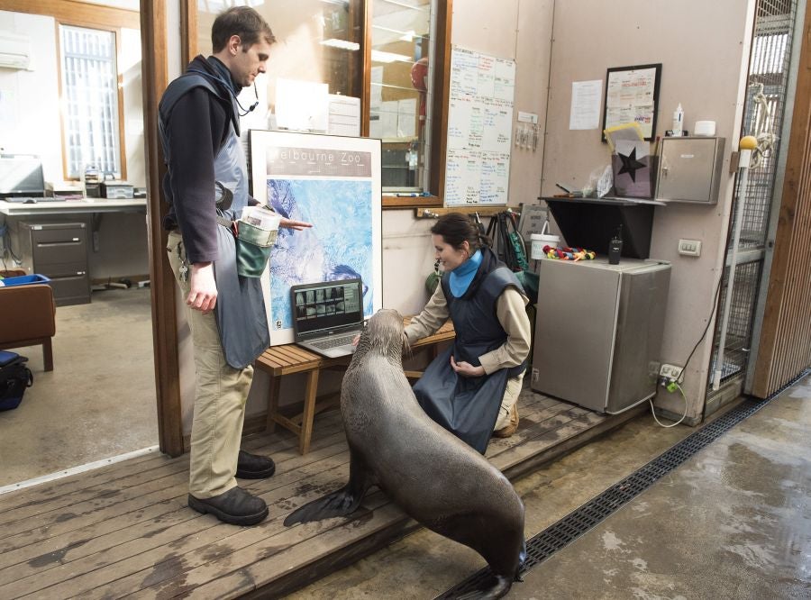 Un veterinario monitoriza la artritis de Tarwin, una foca que se encuentra en el zoológico de Melbourne, Australia. La artritis puede aparecer en gran número de animales envejecidos por eso, el equipo veterinario en el zoológico de Melbourne tiene estrategias para mantener la calidad de vida de los ejemplares afectados. 