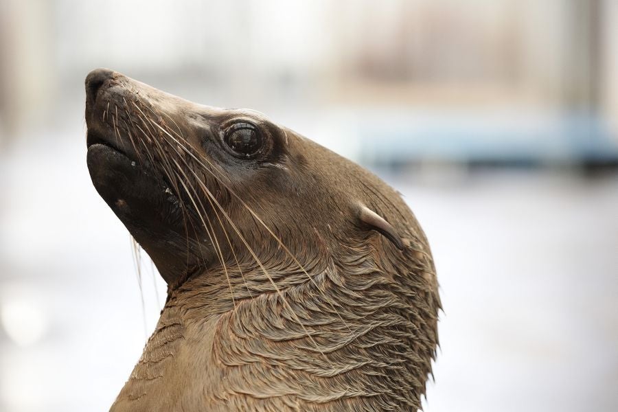 Un veterinario monitoriza la artritis de Tarwin, una foca que se encuentra en el zoológico de Melbourne, Australia. La artritis puede aparecer en gran número de animales envejecidos por eso, el equipo veterinario en el zoológico de Melbourne tiene estrategias para mantener la calidad de vida de los ejemplares afectados. 