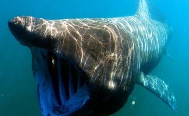 Imagen principal - Los 4 grandes tiburones que te puedes encontrar en el Mediterráneo