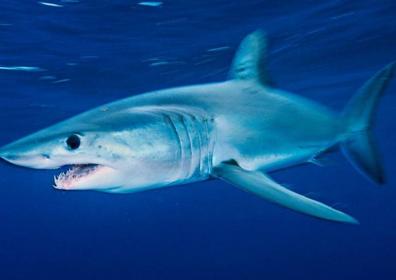 Imagen secundaria 1 - Los 4 grandes tiburones que te puedes encontrar en el Mediterráneo